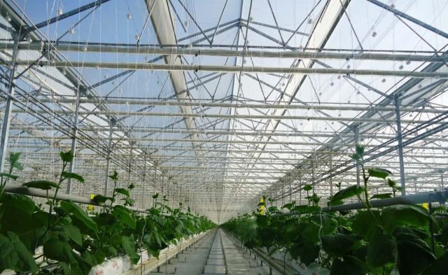 Greenhouse Supplies & Equipment – Bhk Greenhouse